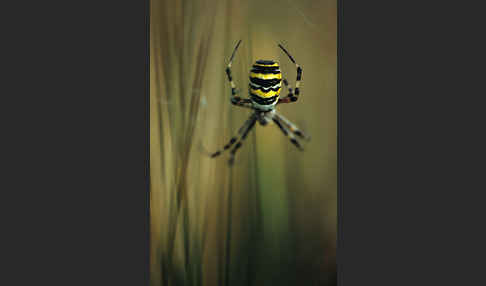 Wespenspinne (Argiope bruennichi)