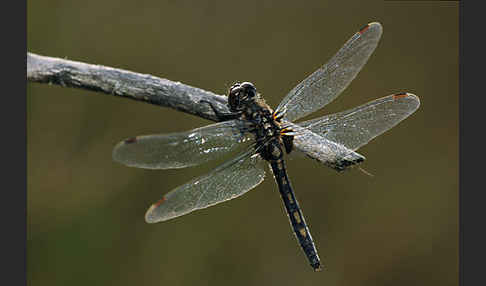 Nordische Moosjungfer (Leucorrhinia rubicunda)