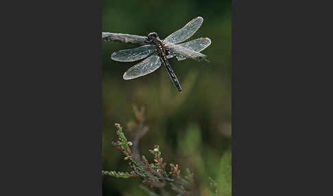 Nordische Moosjungfer (Leucorrhinia rubicunda)