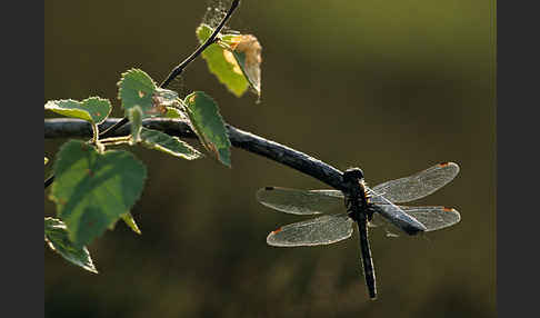 Nordische Moosjungfer (Leucorrhinia rubicunda)