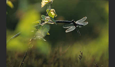 Nordische Moosjungfer (Leucorrhinia rubicunda)