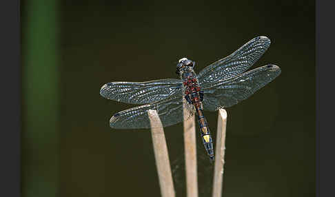 Große Moosjungfer (Leucorrhinia pectoralis)