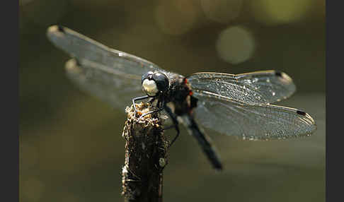 Große Moosjungfer (Leucorrhinia pectoralis)