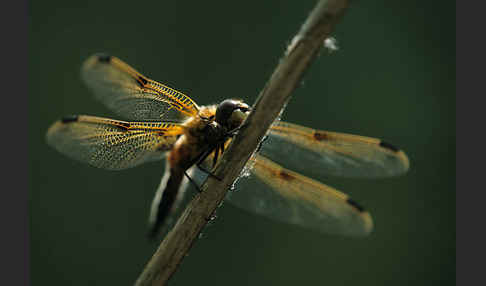 Vierfleck (Libellula quadrimaculata)