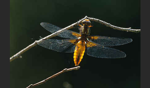 Plattbauch (Libellula depressa)