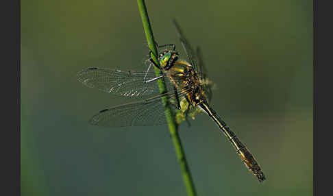 Gemeine Smaragdlibelle (Cordulia aenea)