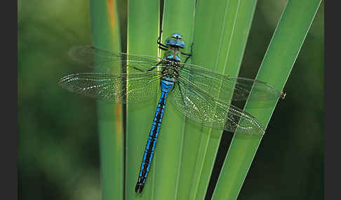 Große Königslibelle (Anax imperator)