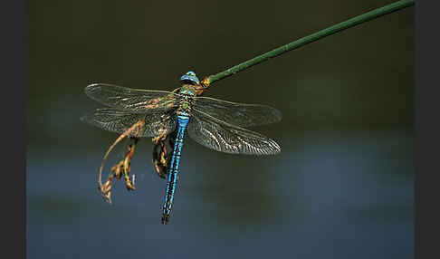 Große Königslibelle (Anax imperator)