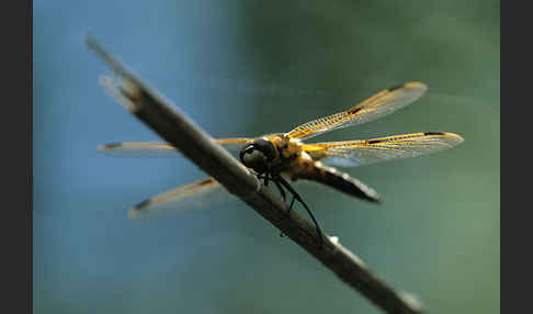 Vierfleck (Libellula quadrimaculata)