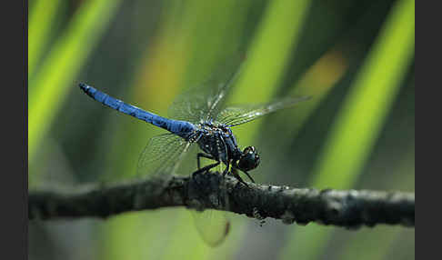 Kleiner Blaupfeil (Orthetrum coerulescens)