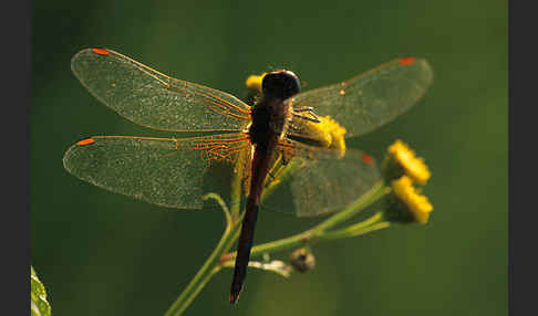 Gefleckte Heidelibelle (Sympetrum flaveolum)