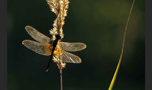 Gefleckte Heidelibelle (Sympetrum flaveolum)