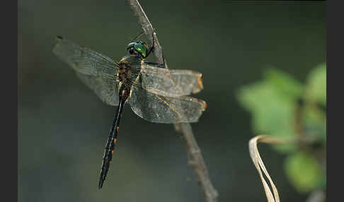 Gefleckte Smaragdlibelle (Somatochlora flavomaculata)