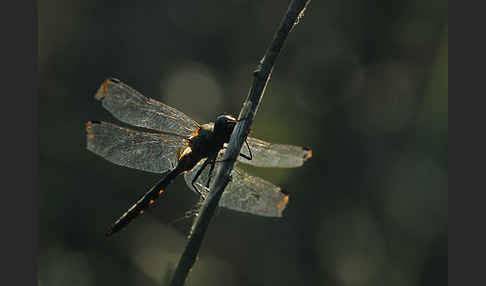 Gefleckte Smaragdlibelle (Somatochlora flavomaculata)