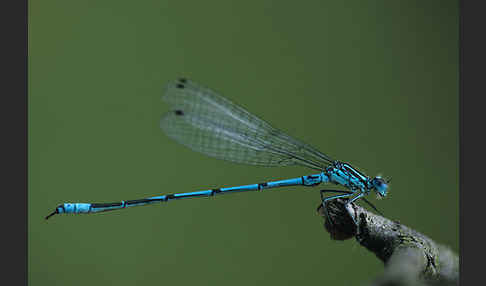 Hufeisen-Azurjungfer (Coenagrion puella)