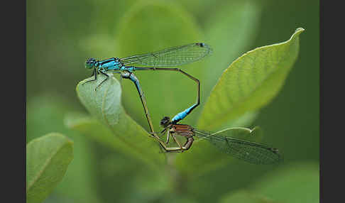 Große Pechlibelle (Ischnura elegans)