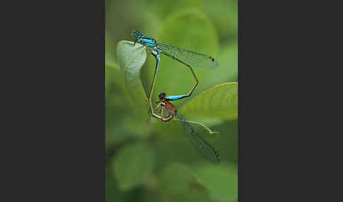 Große Pechlibelle (Ischnura elegans)