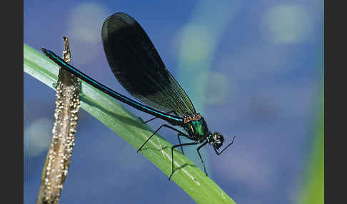 Gebänderte Prachtlibelle (Calopteryx splendens)