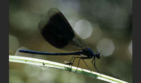 Gebänderte Prachtlibelle (Calopteryx splendens)