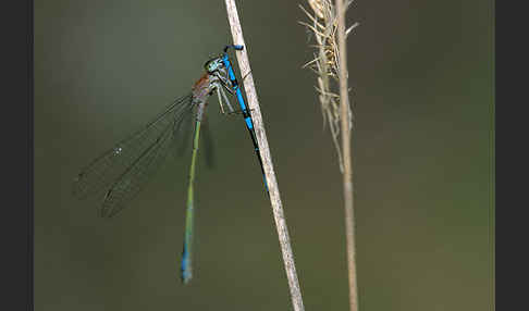 Große Pechlibelle (Ischnura elegans)