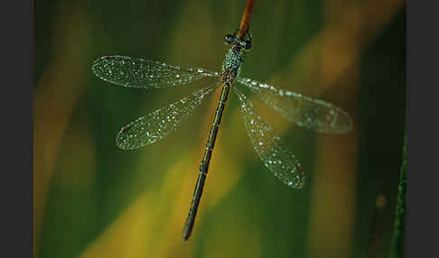 Kleine Binsenjungfer (Lestes virens)