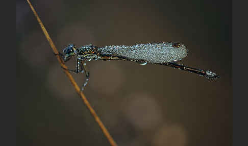 Kleine Binsenjungfer (Lestes virens)