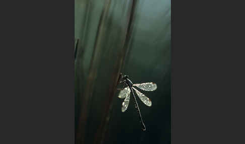 Kleine Binsenjungfer (Lestes virens)