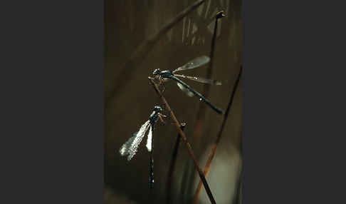 Kleine Binsenjungfer (Lestes virens)