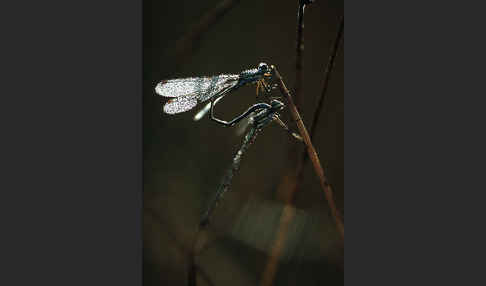 Kleine Binsenjungfer (Lestes virens)