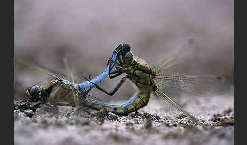 Großer Blaupfeil (Orthetrum cancellatum)