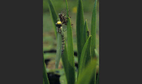 Blaugrüne Mosaikjungfer (Aeshna cyanea)