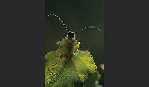 Weiden-Linienbock (Oberea oculata)