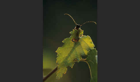 Weiden-Linienbock (Oberea oculata)