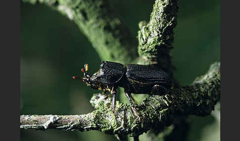 Kopfhornschröter (Sinodendron cylindricum)