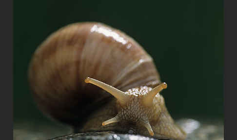 Weinbergschnecke (Helix pomatia)