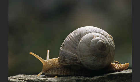 Weinbergschnecke (Helix pomatia)