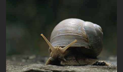 Weinbergschnecke (Helix pomatia)