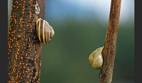 Hainschnirkelschnecke (Cepaea nemoralis)