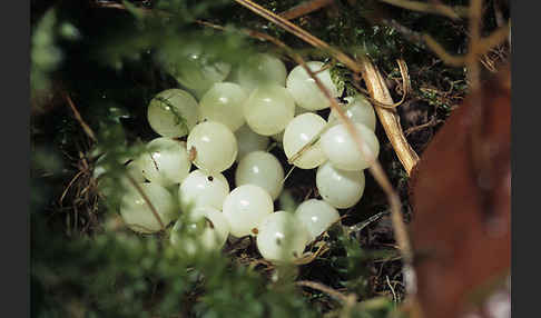 Spanische Wegschnecke (Arion lusitanicus)