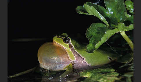 Laubfrosch (Hyla arborea)