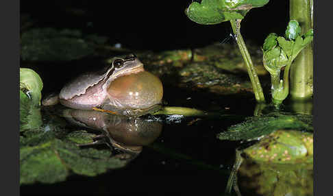 Laubfrosch (Hyla arborea)