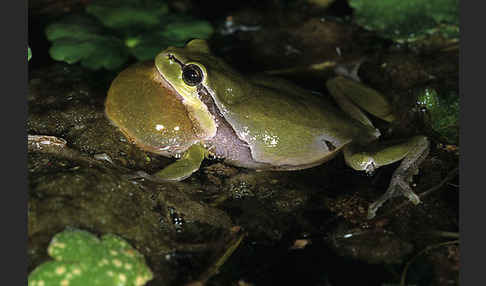 Laubfrosch (Hyla arborea)