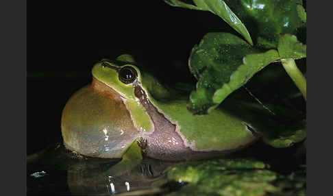 Laubfrosch (Hyla arborea)