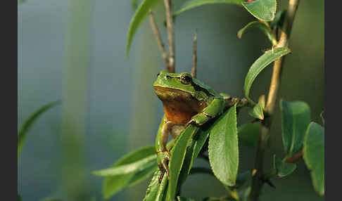 Laubfrosch (Hyla arborea)