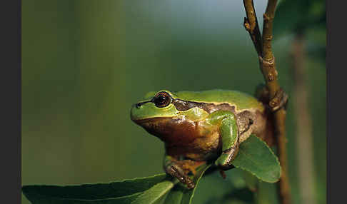 Laubfrosch (Hyla arborea)