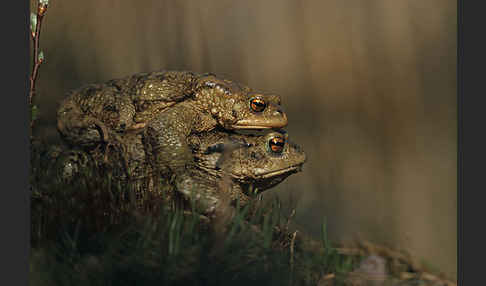 Erdkröte (Bufo bufo)