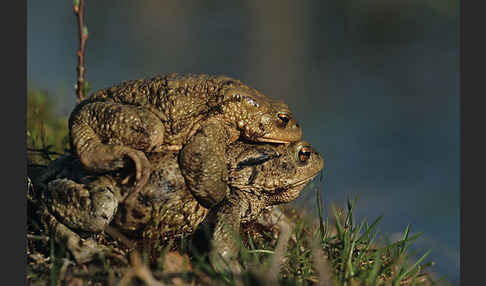 Erdkröte (Bufo bufo)