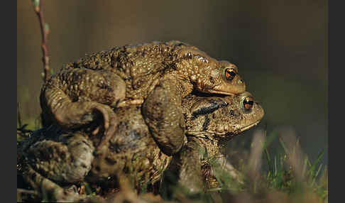 Erdkröte (Bufo bufo)