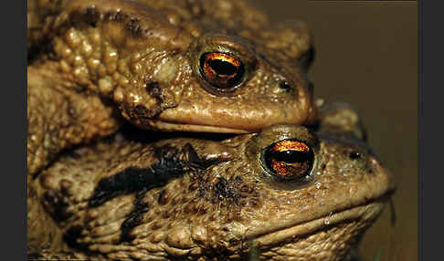 Erdkröte (Bufo bufo)