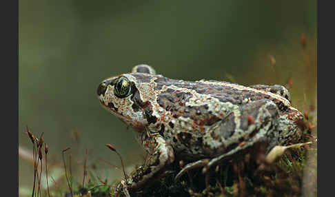 Knoblauchkröte (Pelobates fuscus)